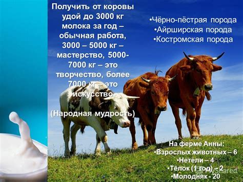 Можно ли получить молоко от коровы без теленка?