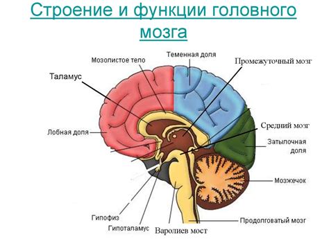 Мозг ночью: особенности и функции