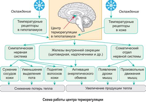 Молекулярные механизмы реакции организма на изменение температуры и их связь с фазмофобией