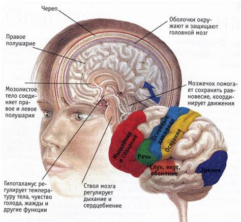 Мужское полушарие мозга: особенности и функции