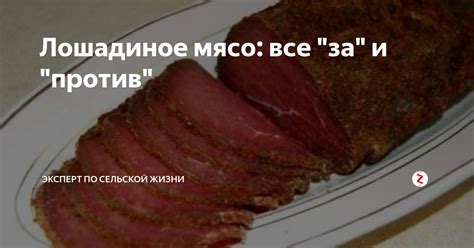 Мусульманам и лошадиное мясо: основные вопросы