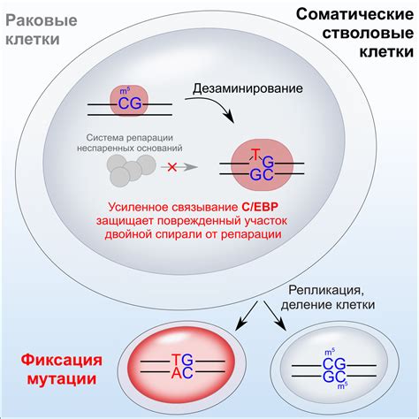 Мутации и исключения