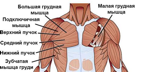 Мышцы груди – развиваем их правильно