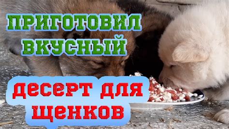 Мясо для щенков: особенности