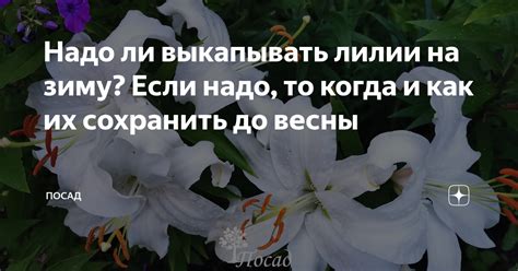 Надо ли выкапывать