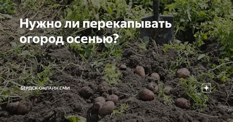 Надо ли перекапывать огород в конце сезона?