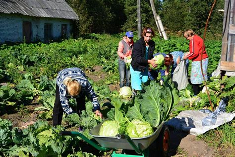 Наилучшее время для сбора урожая на огороде