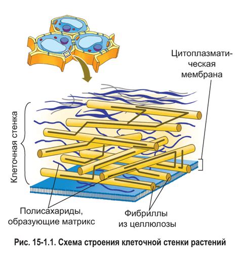 Наличие клеточных центриолей у эукариот