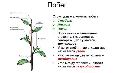 Нарисование стебля и листьев