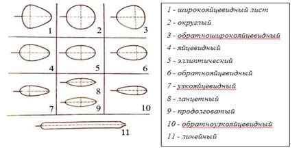 Нарисуйте основные формы птицы