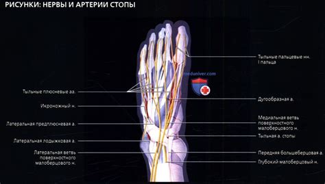 Наружные и внутренние повороты ног