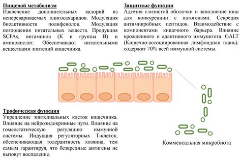 Нарушение микробиома и иммунной системы