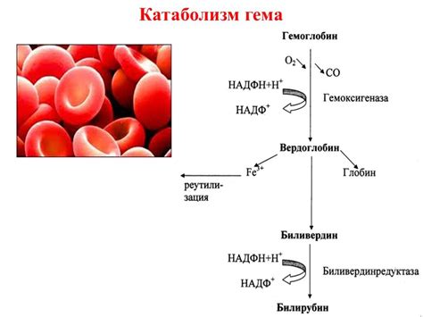 Нарушения обмена билирубина