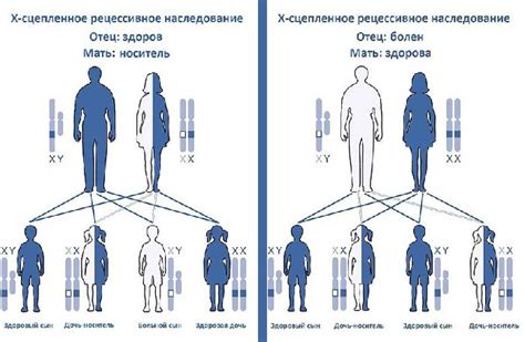 Наследование признаков от родителей-быков