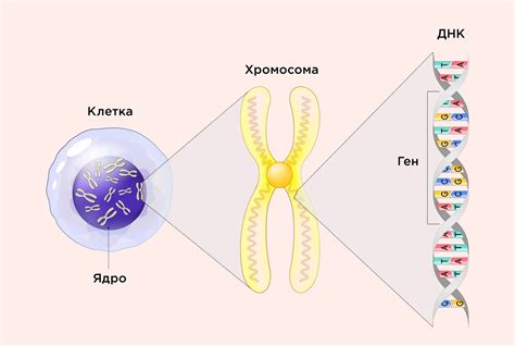 Наследственность власоедов