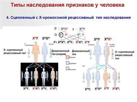 Наследственность и удлинение