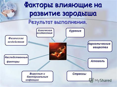 Наследственные факторы, влияющие на частоту дыхания щенка шпица