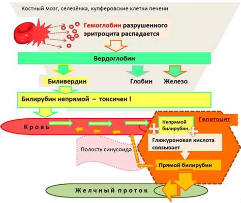 Наследственные факторы повышения уровня билирубина