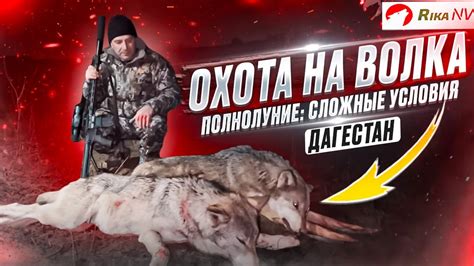 Научное объяснение вою волков на полнолуние