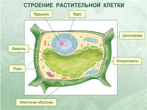 Научный подход к изучению растительной клетки