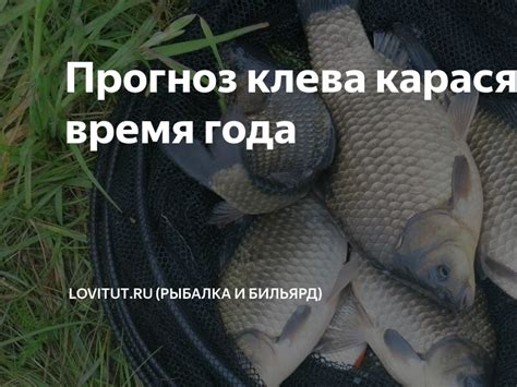 Начало активного клева у карася в различное время года