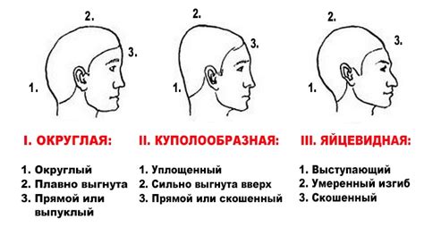 Начертание головы: форма и детали