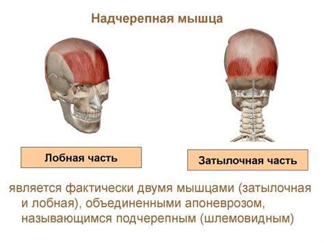 Начертание головы и туловища слона