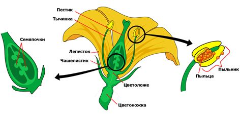 Начертание стебля цветка