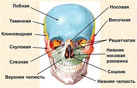 Начертите основные элементы черепа