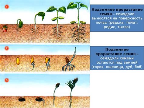 Негативное влияние на рост и развитие растения