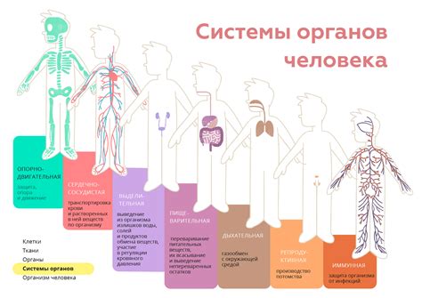 Негативные последствия для органов и систем организма