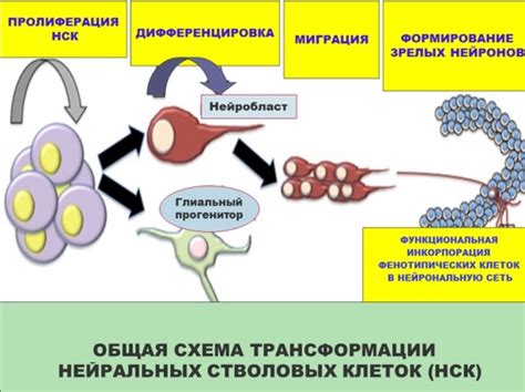 Нейрогенез: возможность образования новых нейронов в головном мозге