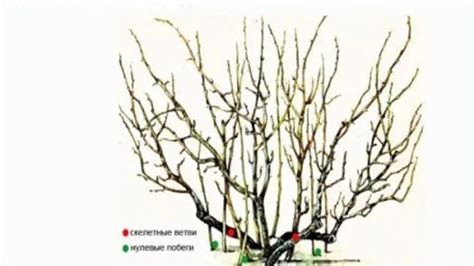 Необходимость обрезки смородины