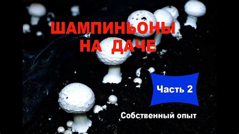 Необходимые ресурсы для производства на даче