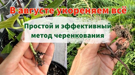 Необходимые условия для успешного укоренения