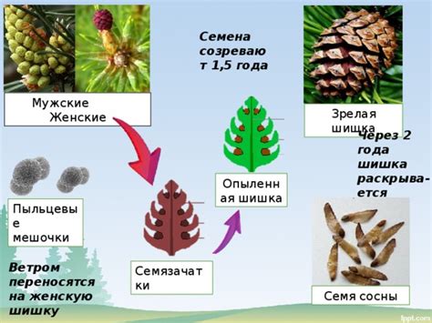 Необычная особенность развития