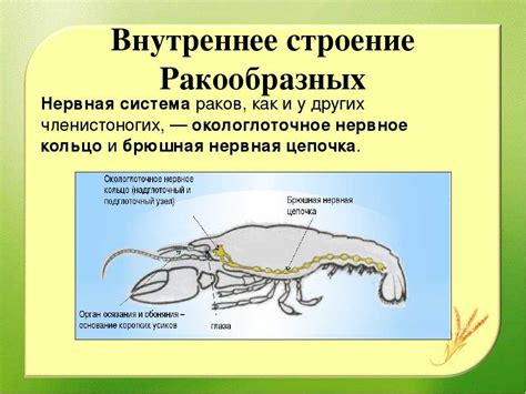 Нервные окончания у раков: настоящая загадка