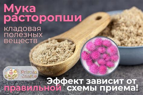 Несколько способов применения муки расторопши