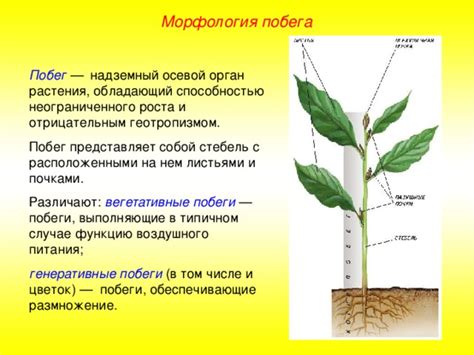 Новые побеги как знак восстановления растения