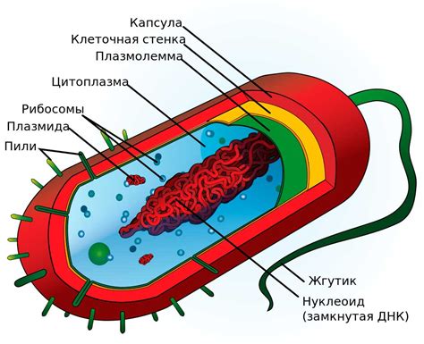 Новые технологии в исследовании клеточного строения бактерий