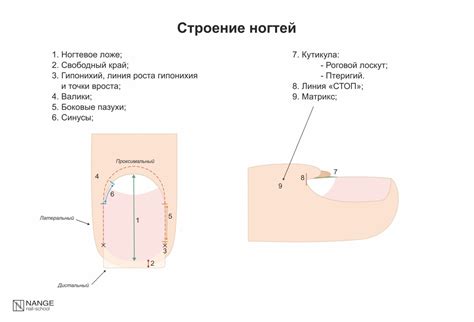 Ноготь - уникальная структура