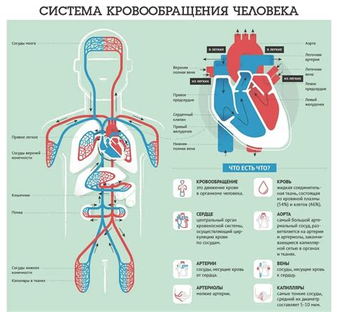 Обеспечение кровоснабжения