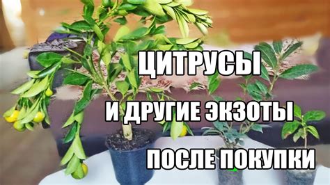 Обеспечьте растению оптимальные условия влажности