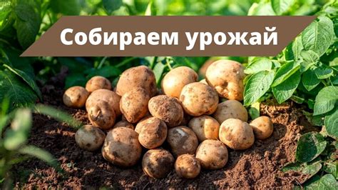 Обзор сортов и подготовка картофеля