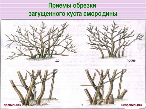 Обрезка бадана: когда и как это делать