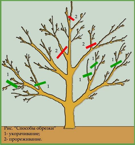 Обрезка груши при посадке на новом месте: за и против