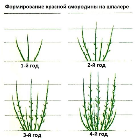 Обрезка жимолости для укрепления и формирования куста