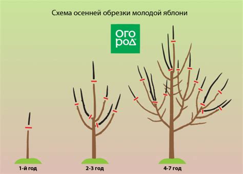 Обрезка молодых яблонь осенью в сентябре