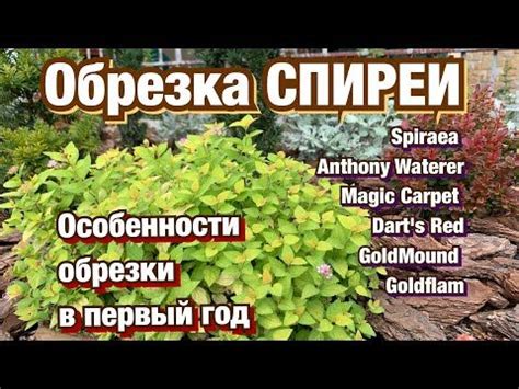 Обрезка спиреи японской на зиму: стоит ли это делать?