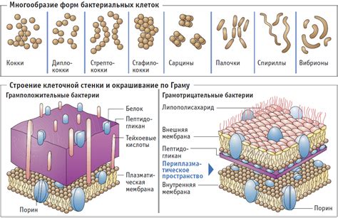 Обсуждение возможности наличия клеточных центриолей у бактерий